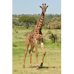 Giraffe Female - Schleich 14750
